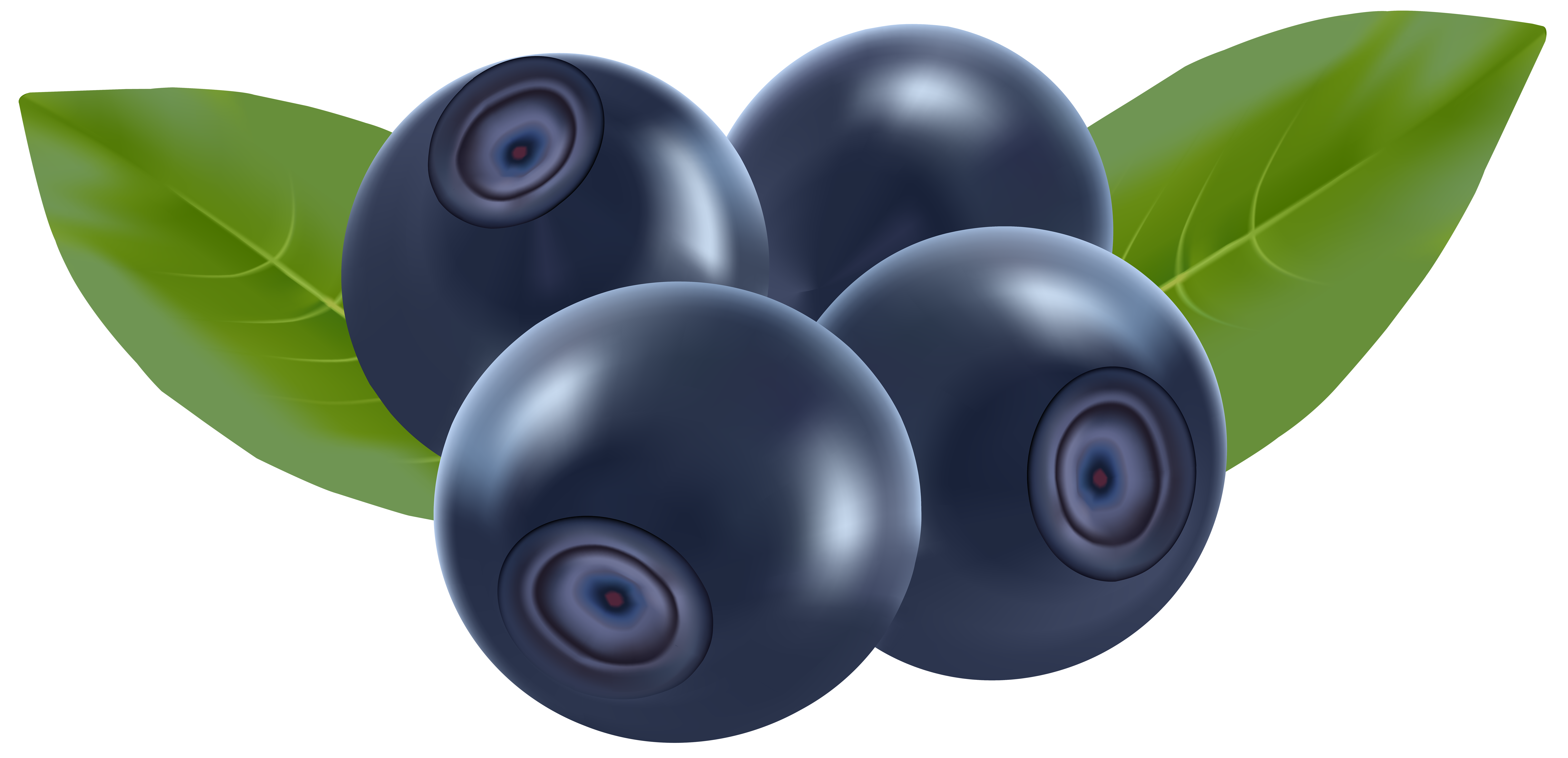 blue berries clipart - Clipground