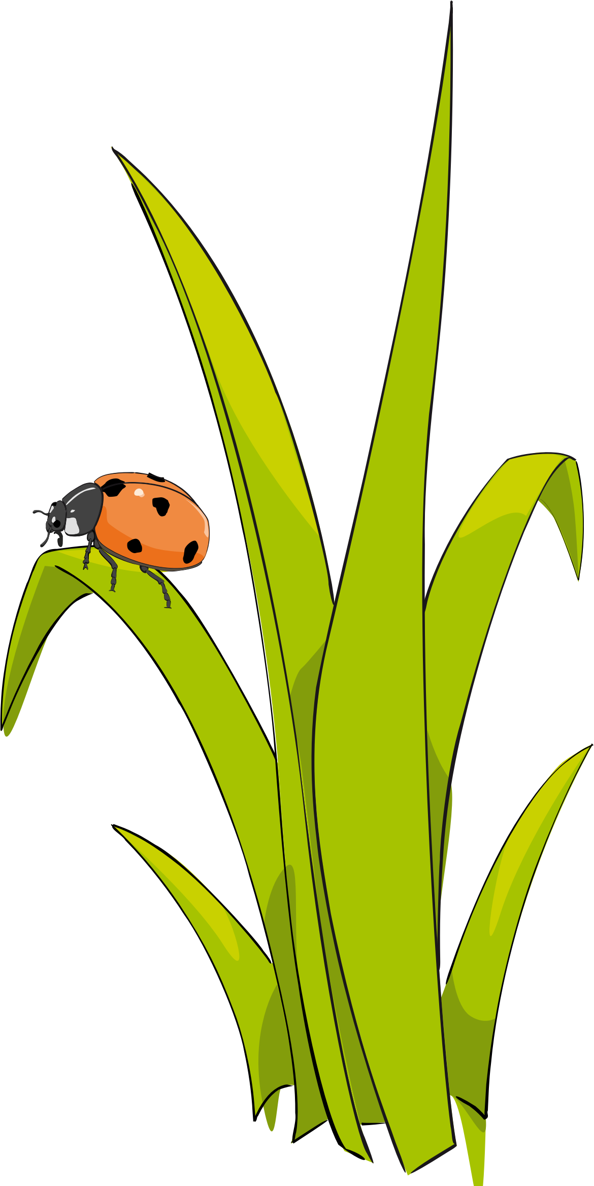 Blade of grass clipart - Clipground