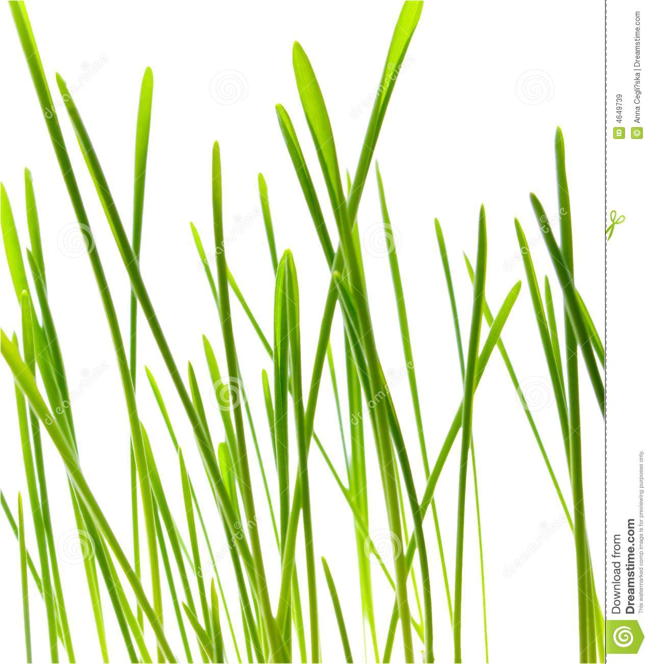 free clip art blades of grass - photo #15