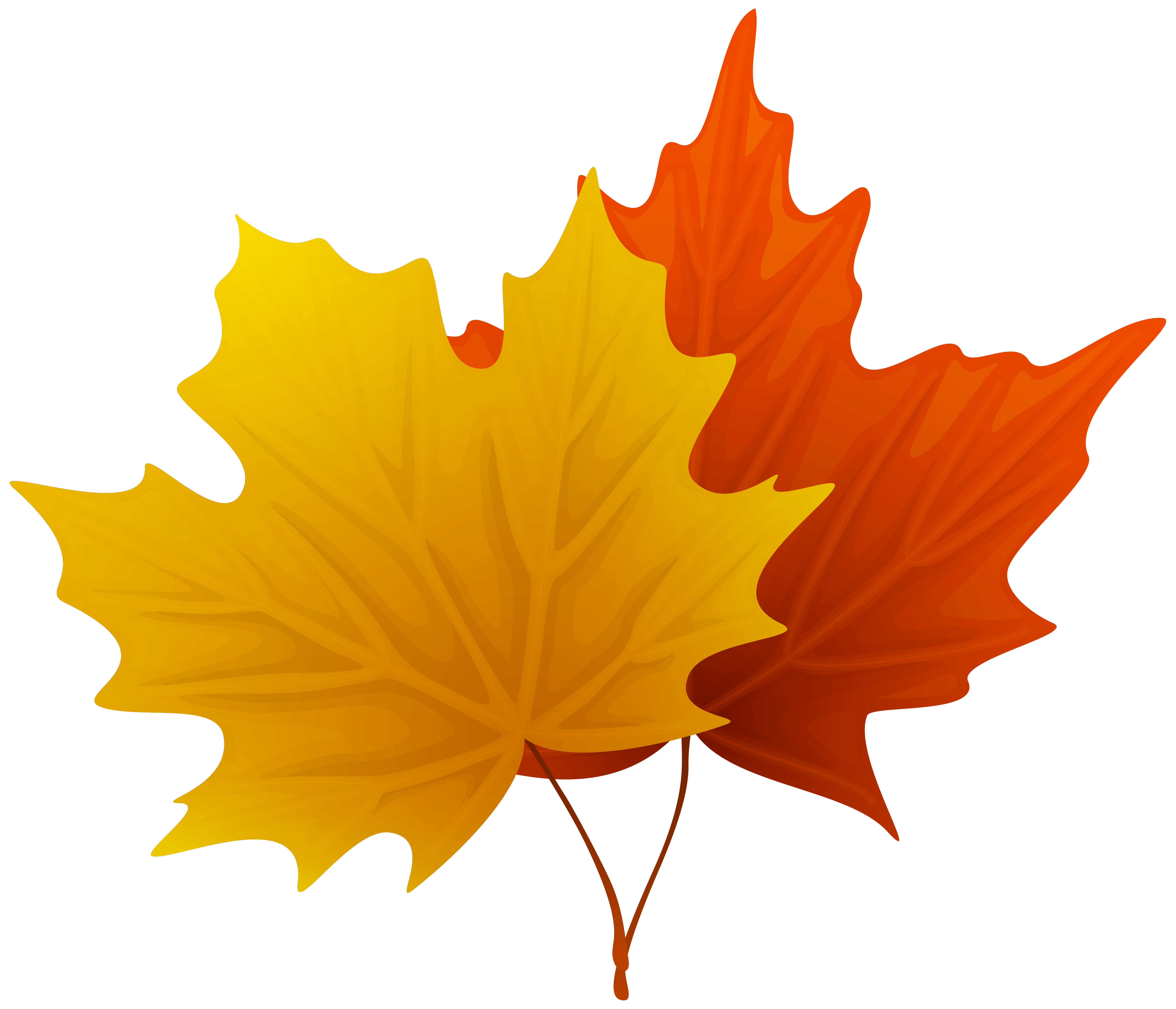 Maple leaves clipart - Clipground