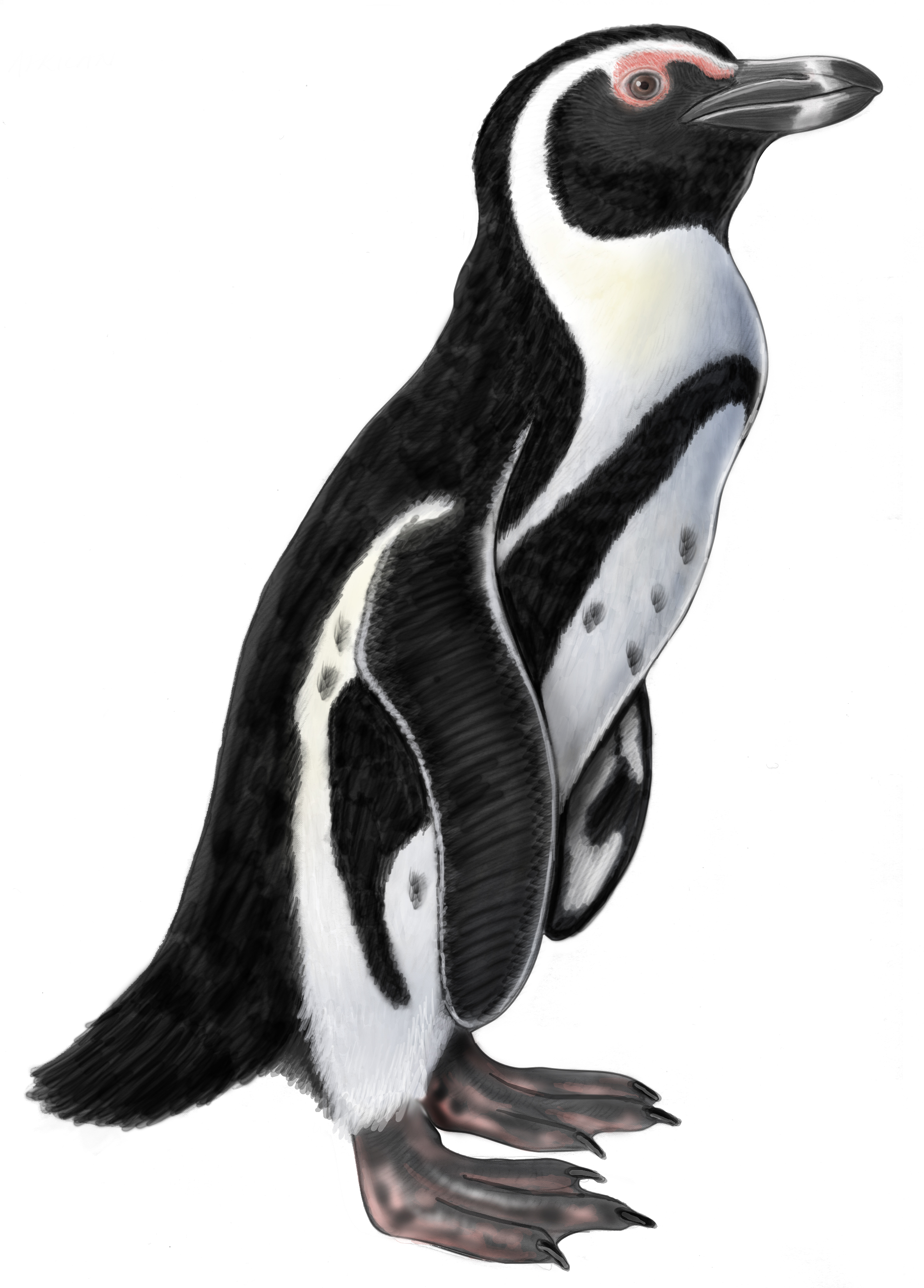 African penguin clipart - Clipground