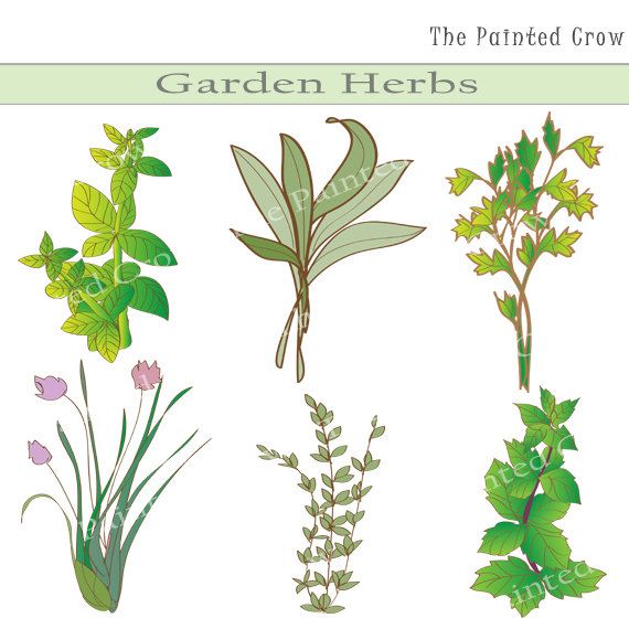 free herb garden clipart - photo #35