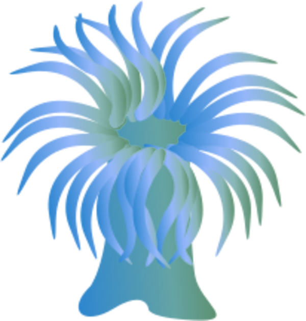 Anemone Clipart 20 Free Cliparts Download Images On Clipground 2020