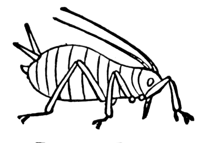ladybug and aphid coloring pages - photo #4