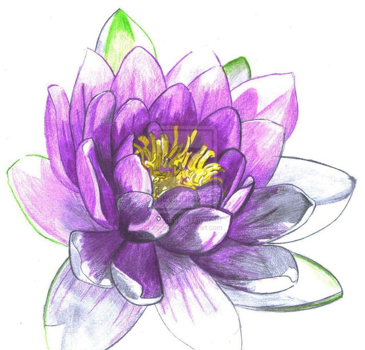 Purple Water Lilies Clipart 20 Free Cliparts Download