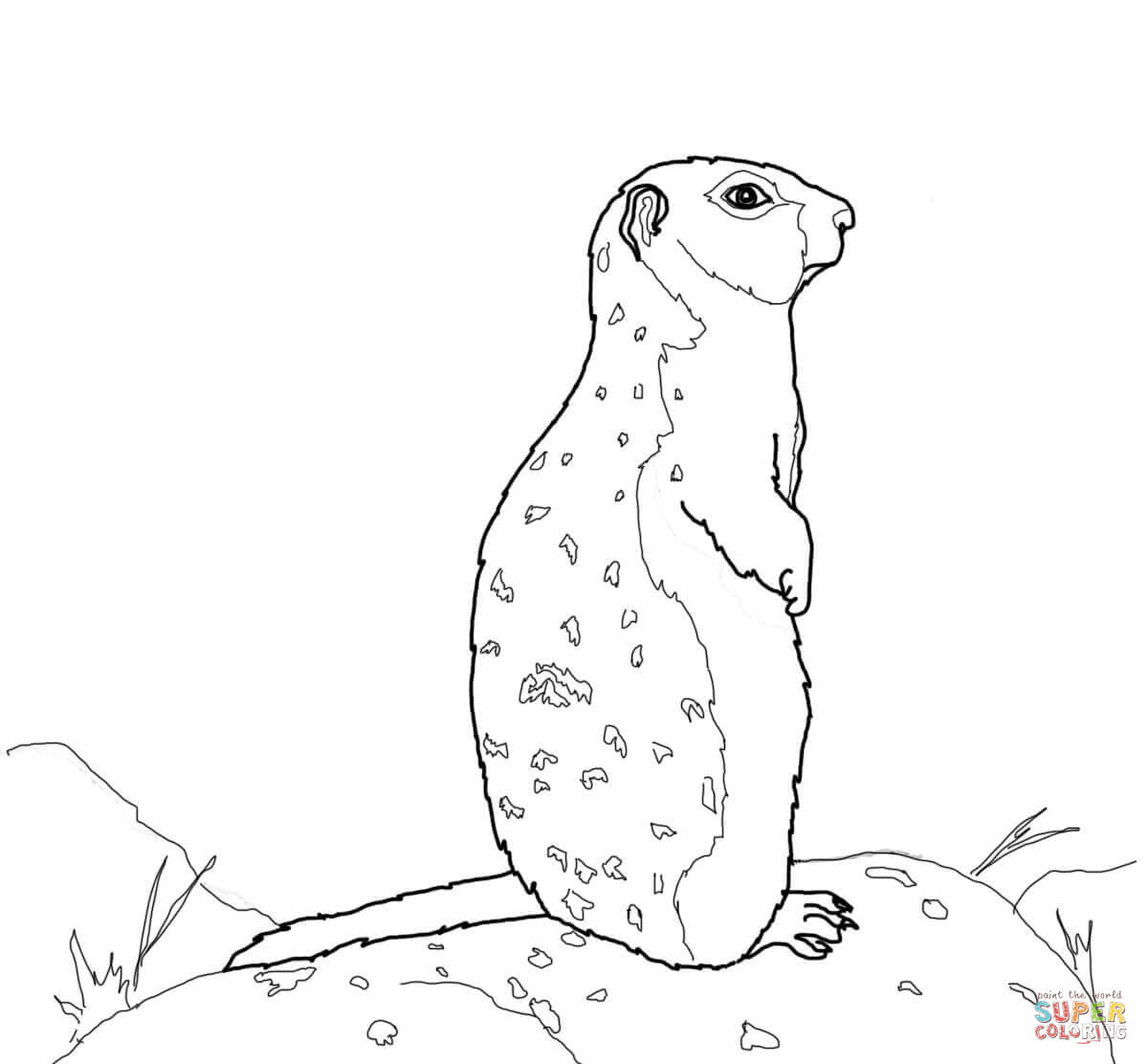 Arctic ground squirrel clipart - Clipground