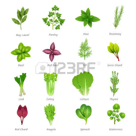 Aromatic herbs clipa