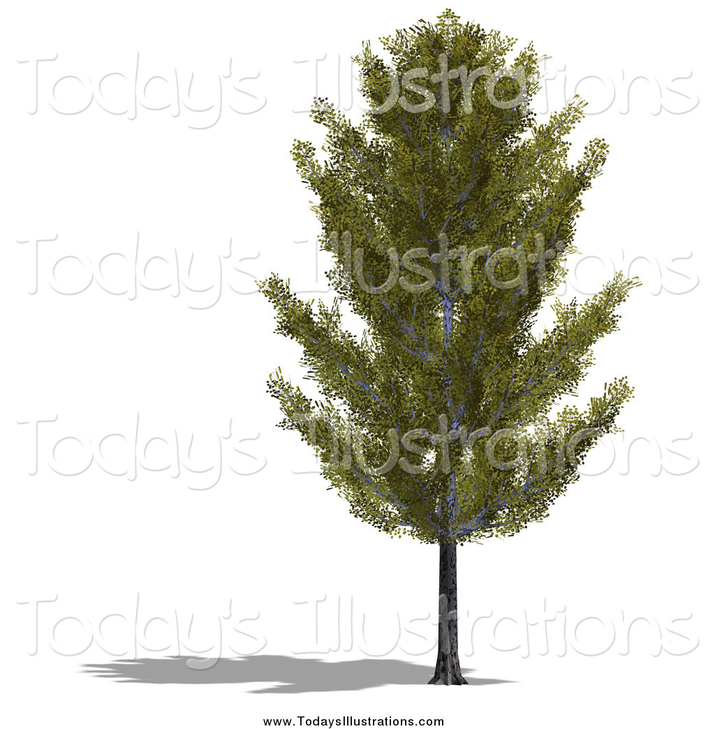 aspen tree clip art images - photo #7