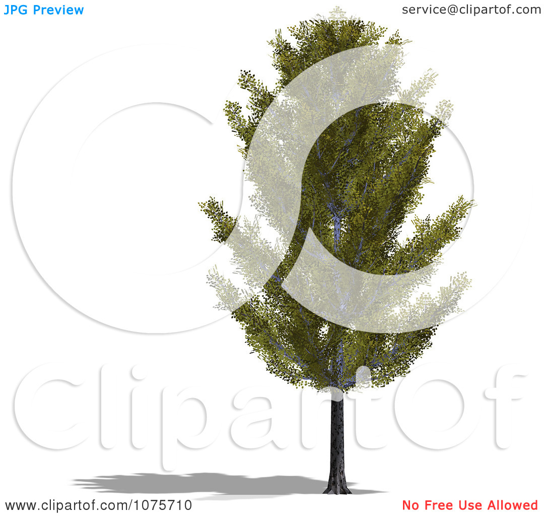 aspen tree clip art images - photo #22