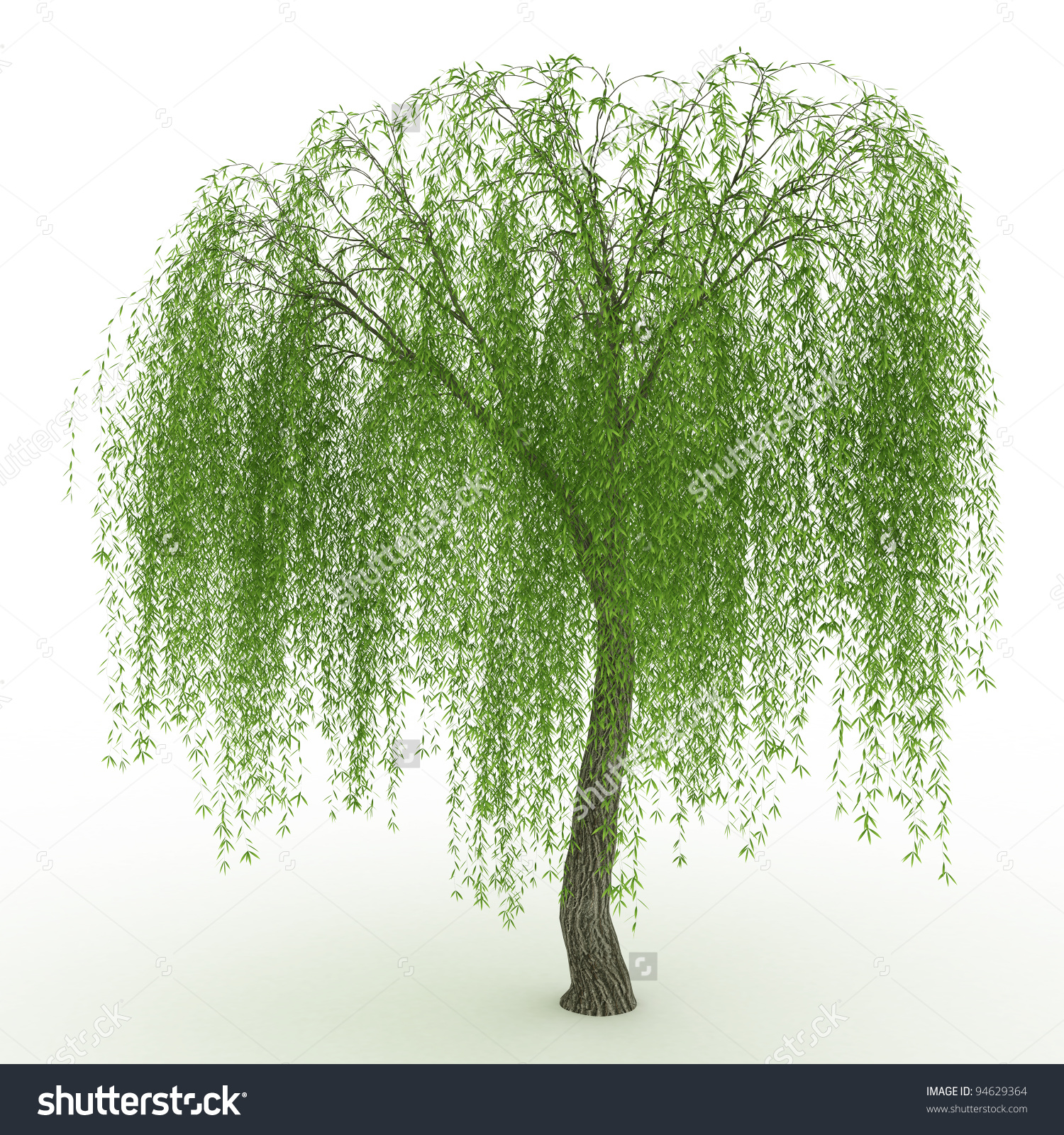 willow tree clip art images - photo #14