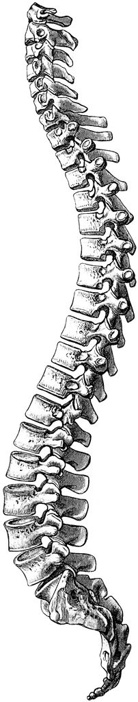 free clip art human spine - photo #35