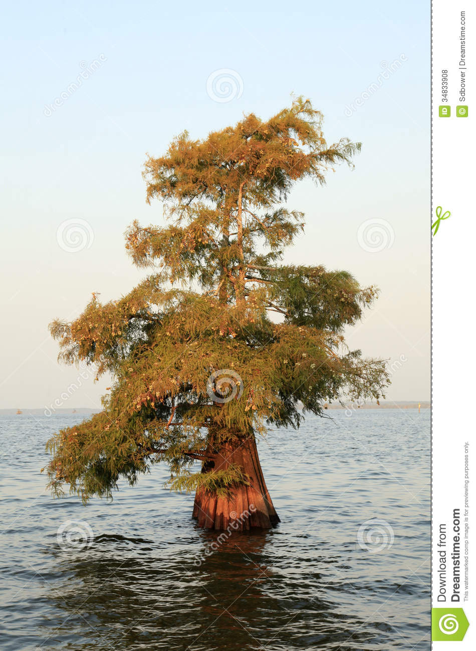 Bald cyprus tree clipart - Clipground