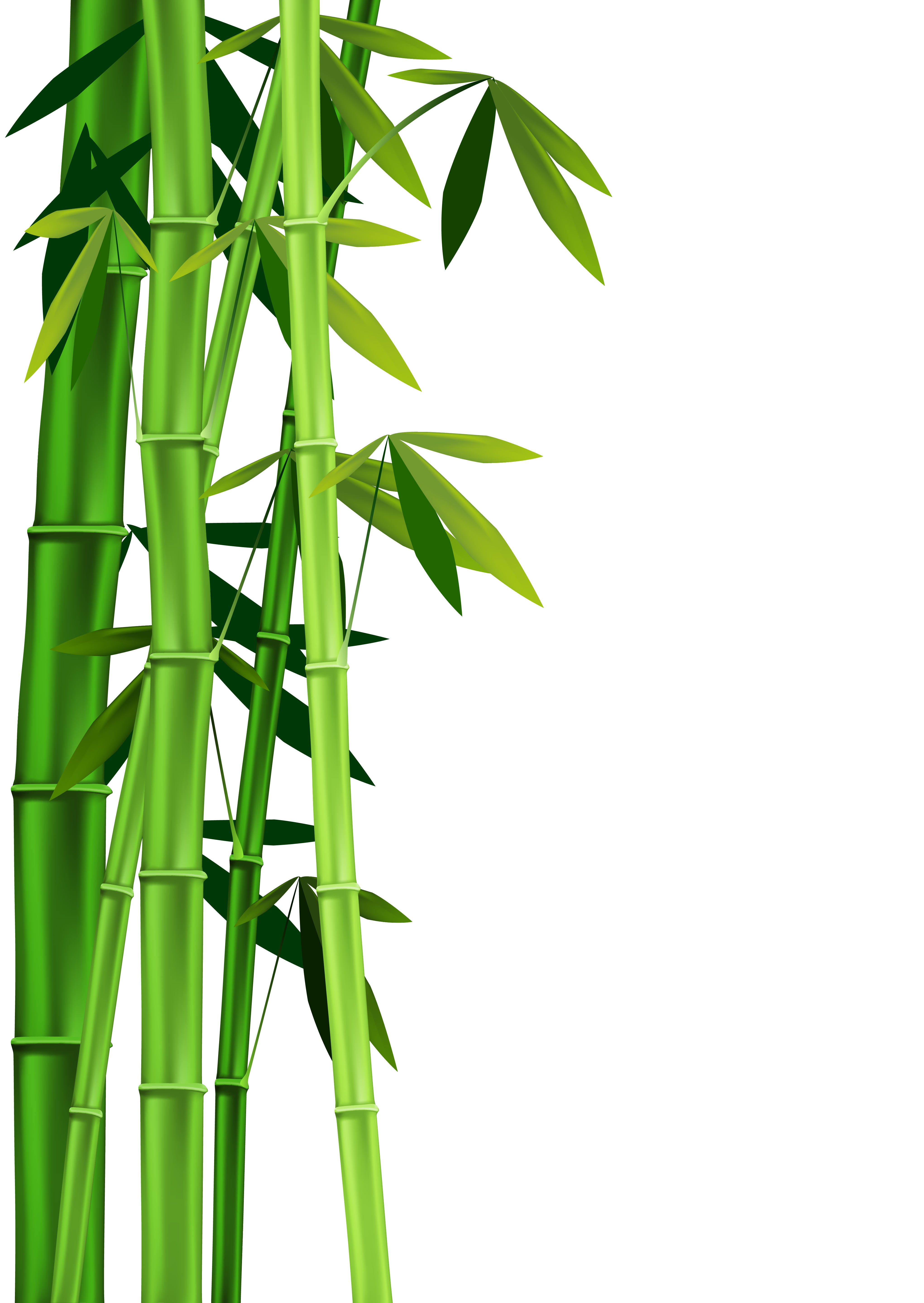 Bamboo clipart - Clipground