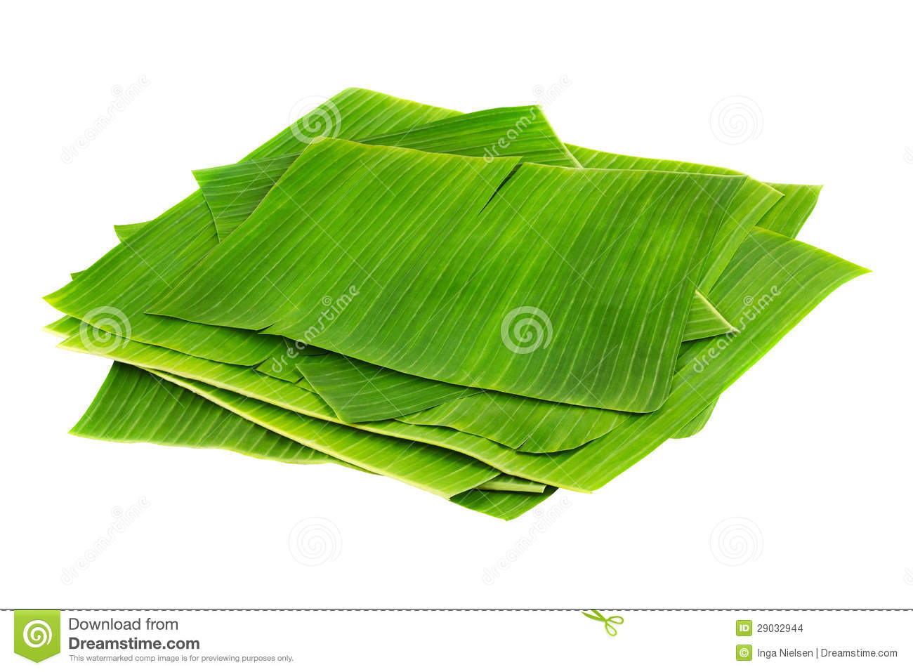 clip art banana leaf - photo #43
