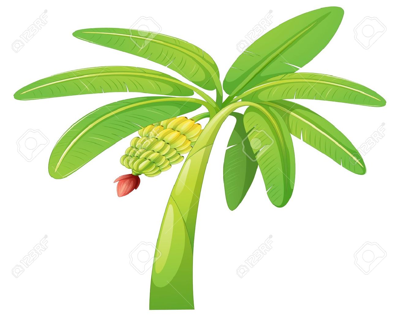 clip art banana leaf - photo #12