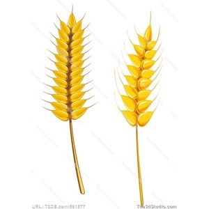 Barley clipart - Clipground