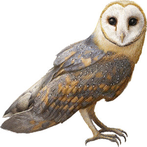 Tawny owl clipart - Clipground