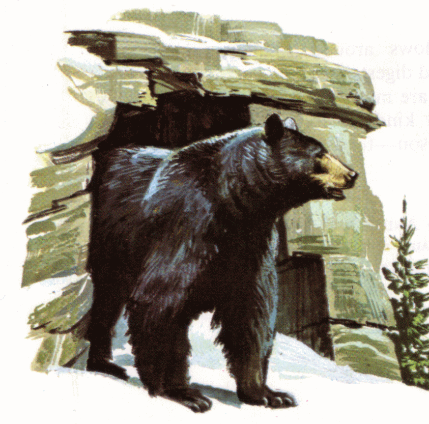 Bear's den clipart - Clipground