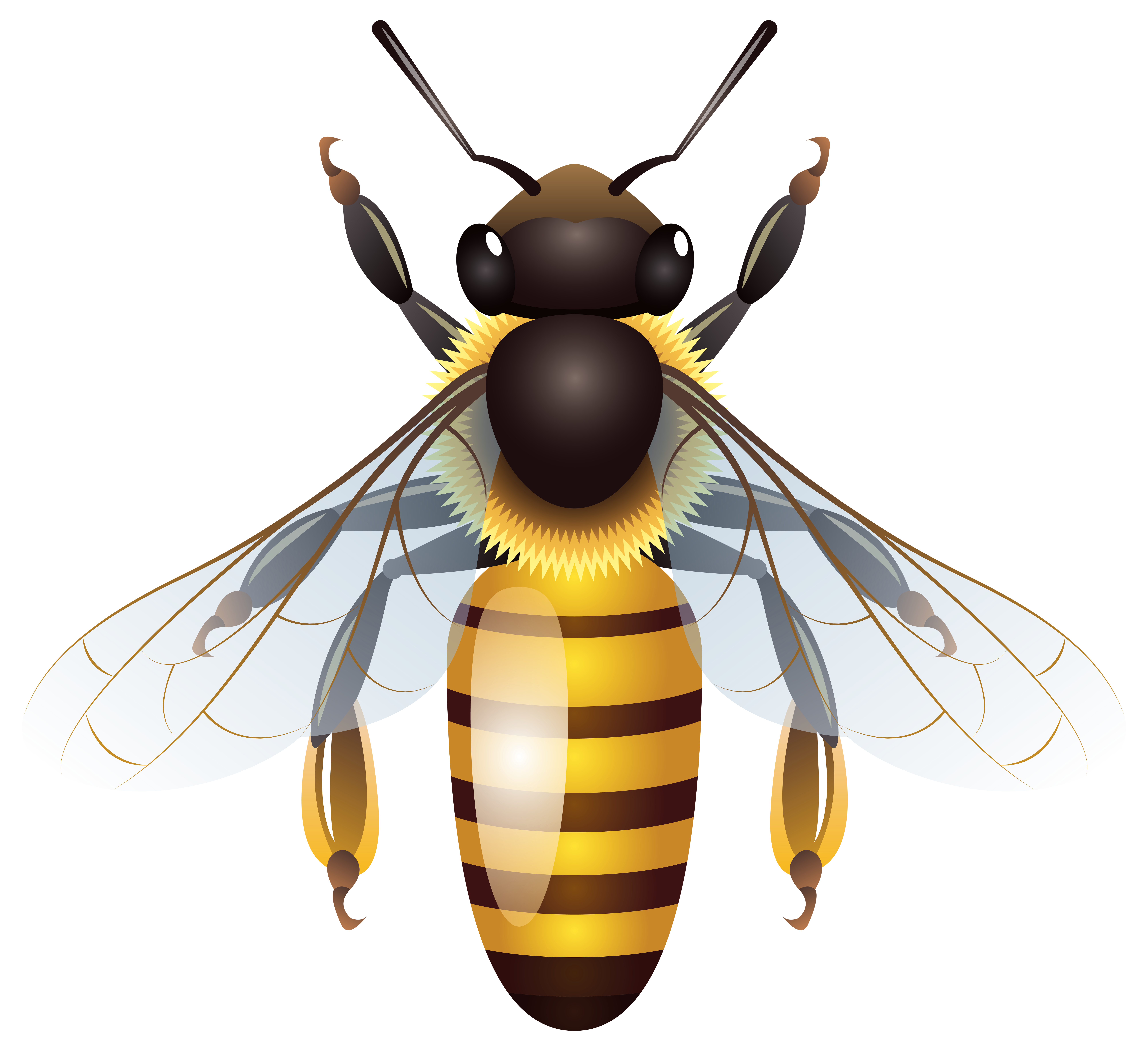 Bees Clipart Transparent Background Realistic Bee Clipart Png Images The Best Porn Website