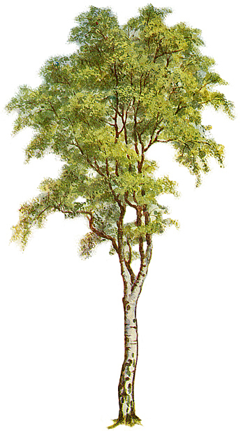 oak tree realistic clipart to add to photoshop - Clipground
