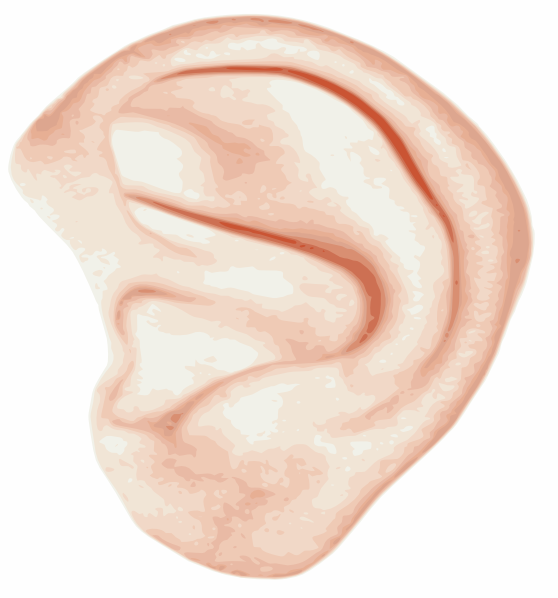 Big Ears Clipart Clipground