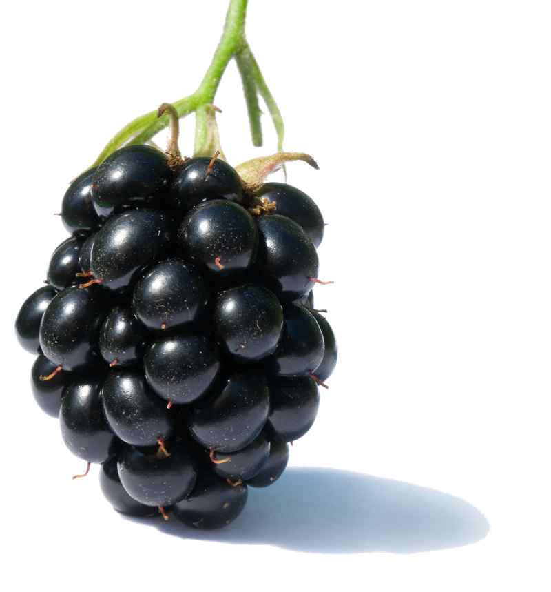 Black berry clipart - Clipground