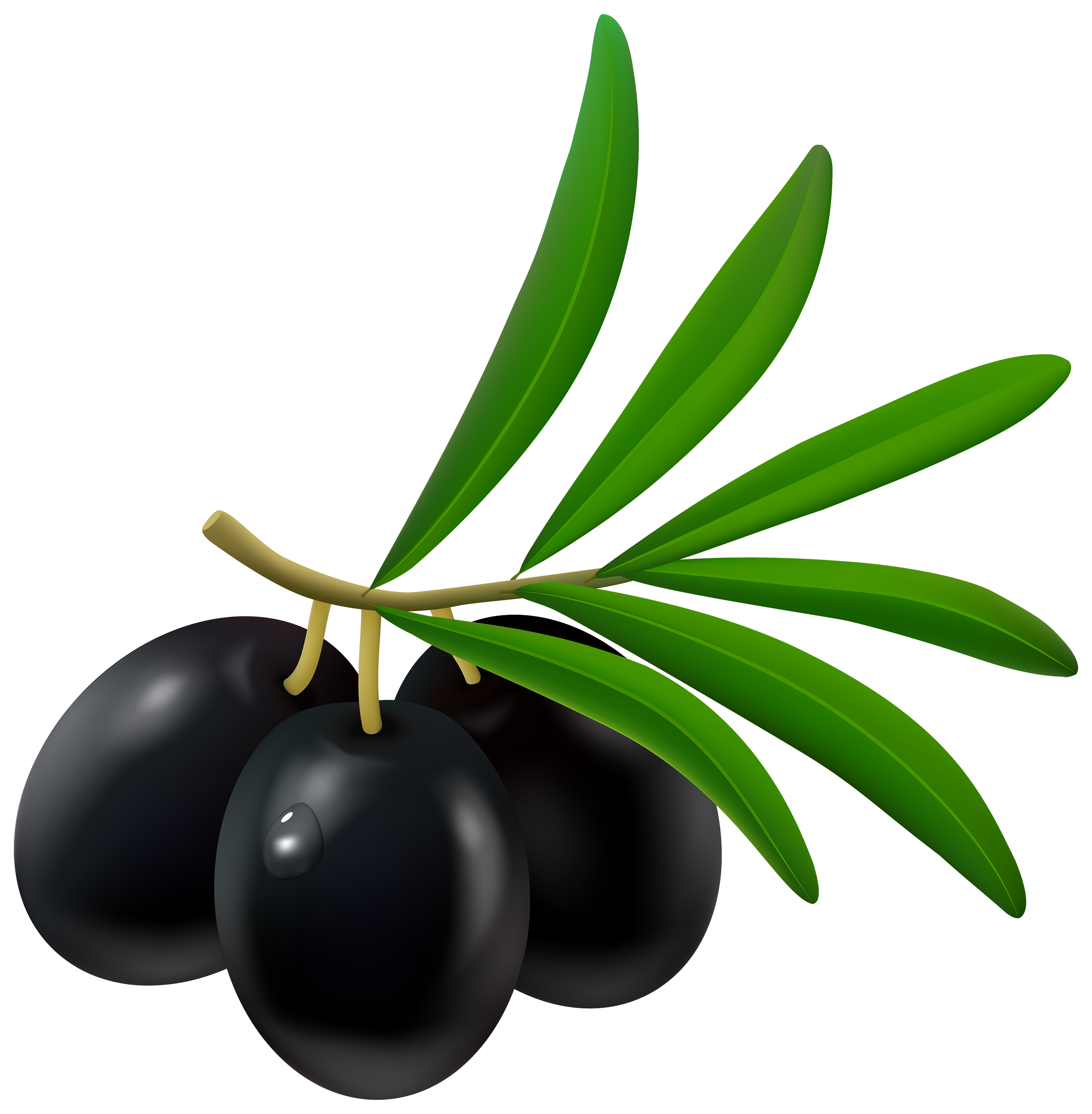 green olive clipart - photo #22