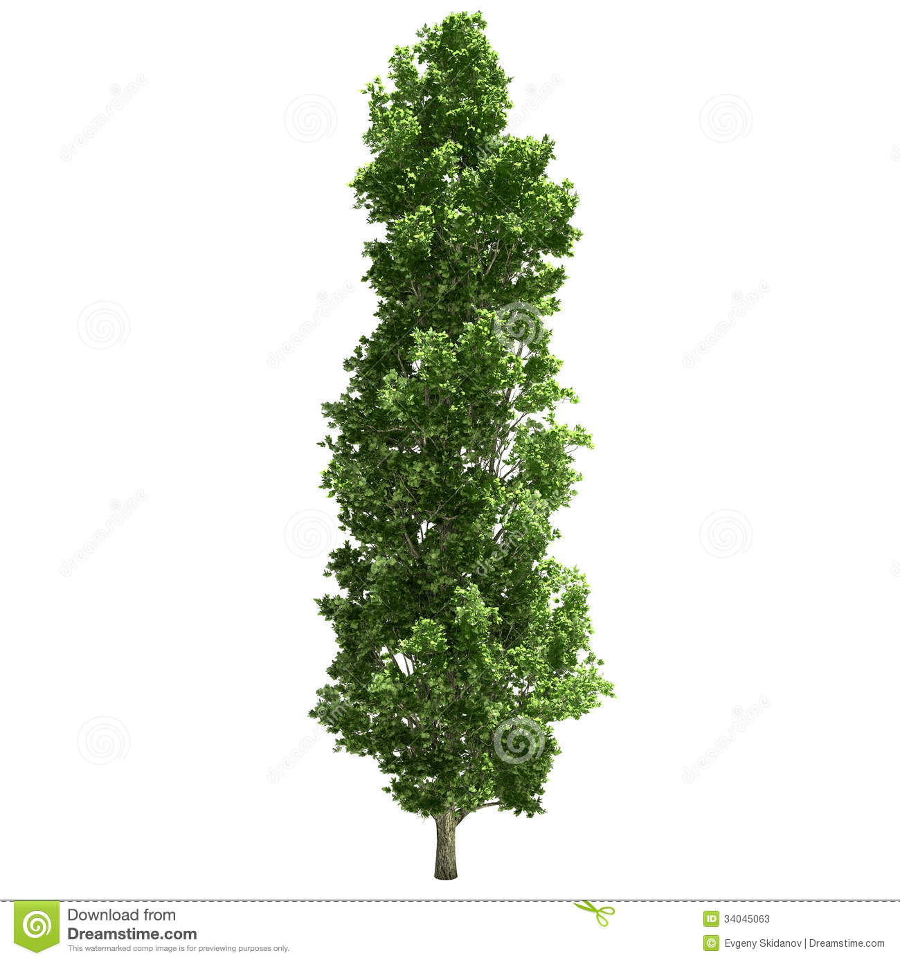 Poplar clipart - Clipground