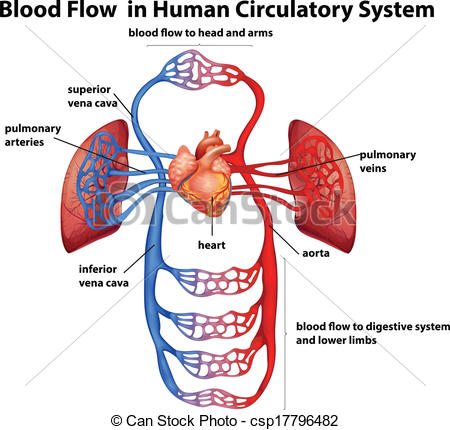 Blood circulation clipart - Clipground