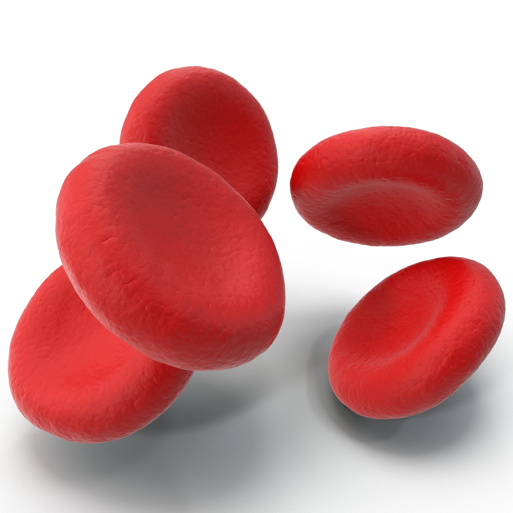 Which Term Means Pertaining To Red Blood Cells