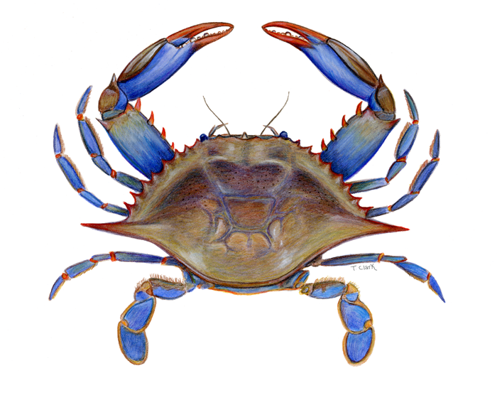 Blue crab clipart - Clipground