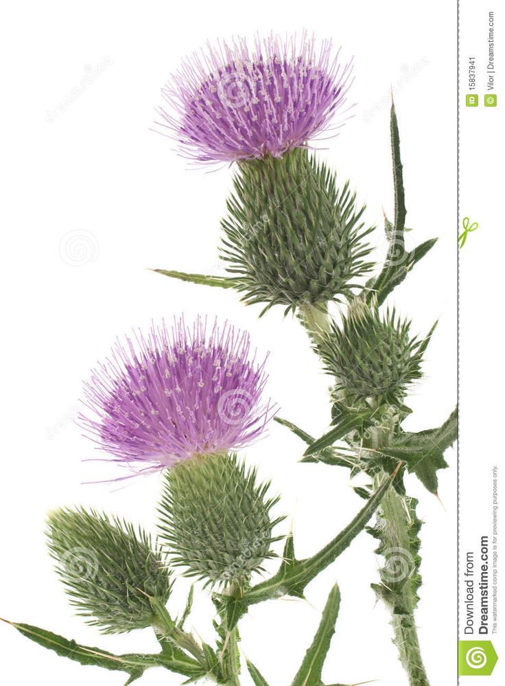 Blue Thistle Clipart Clipground