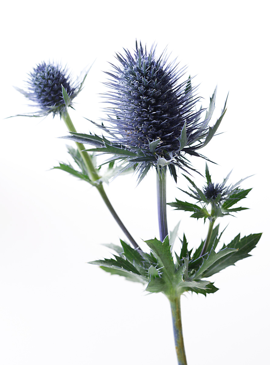 Blue thistle clipart - Clipground