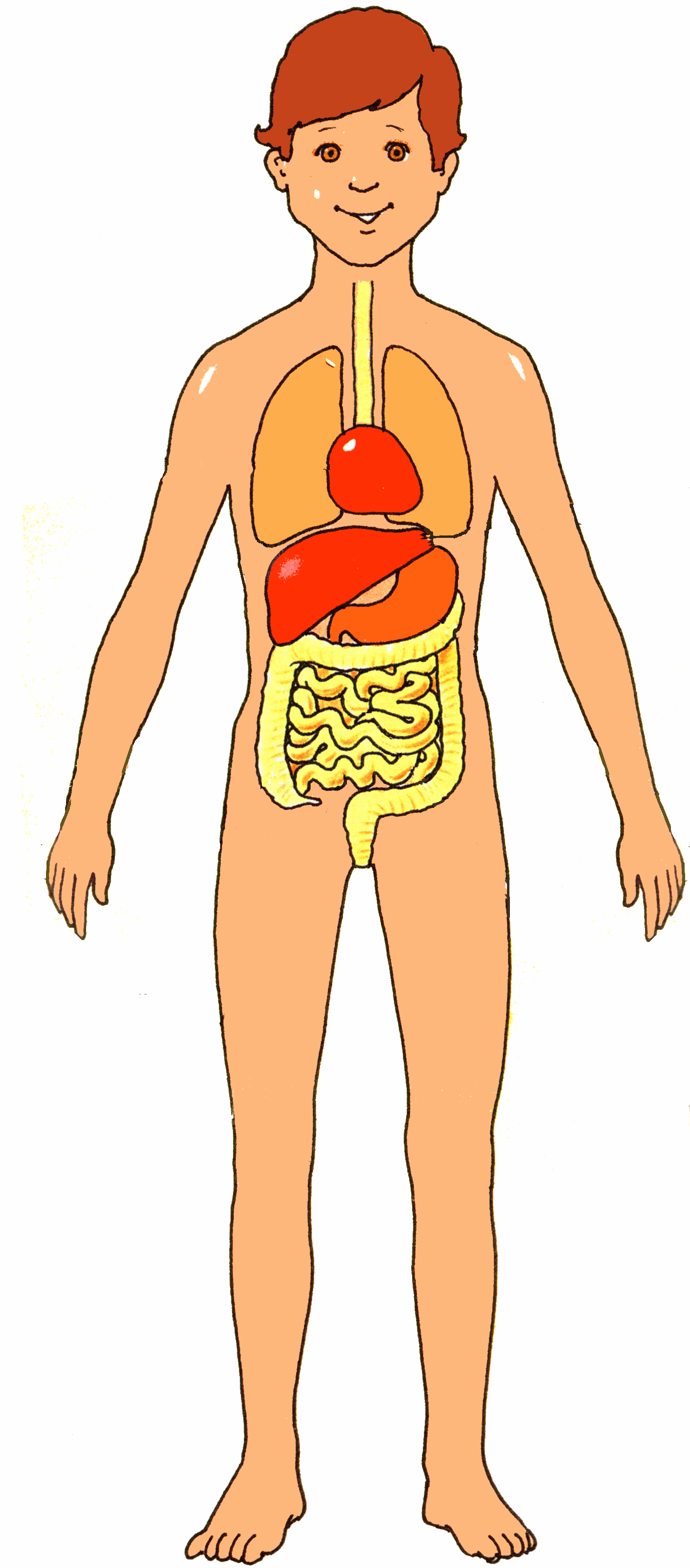 The human body clipart - Clipground
