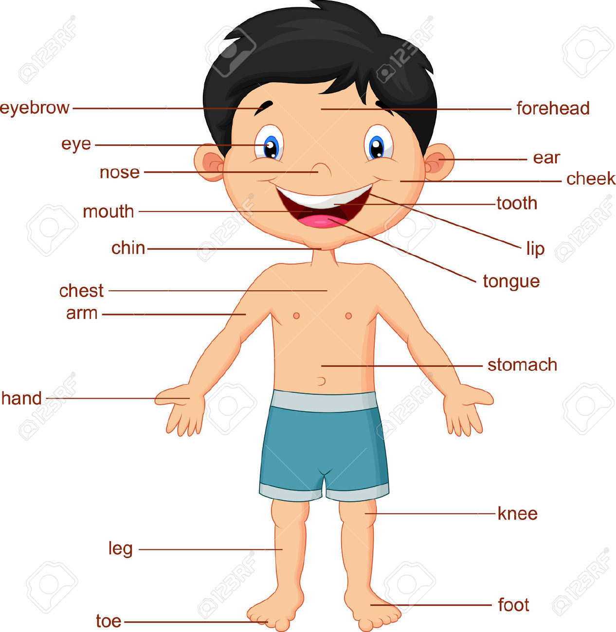 Part of the body clipart - Clipground