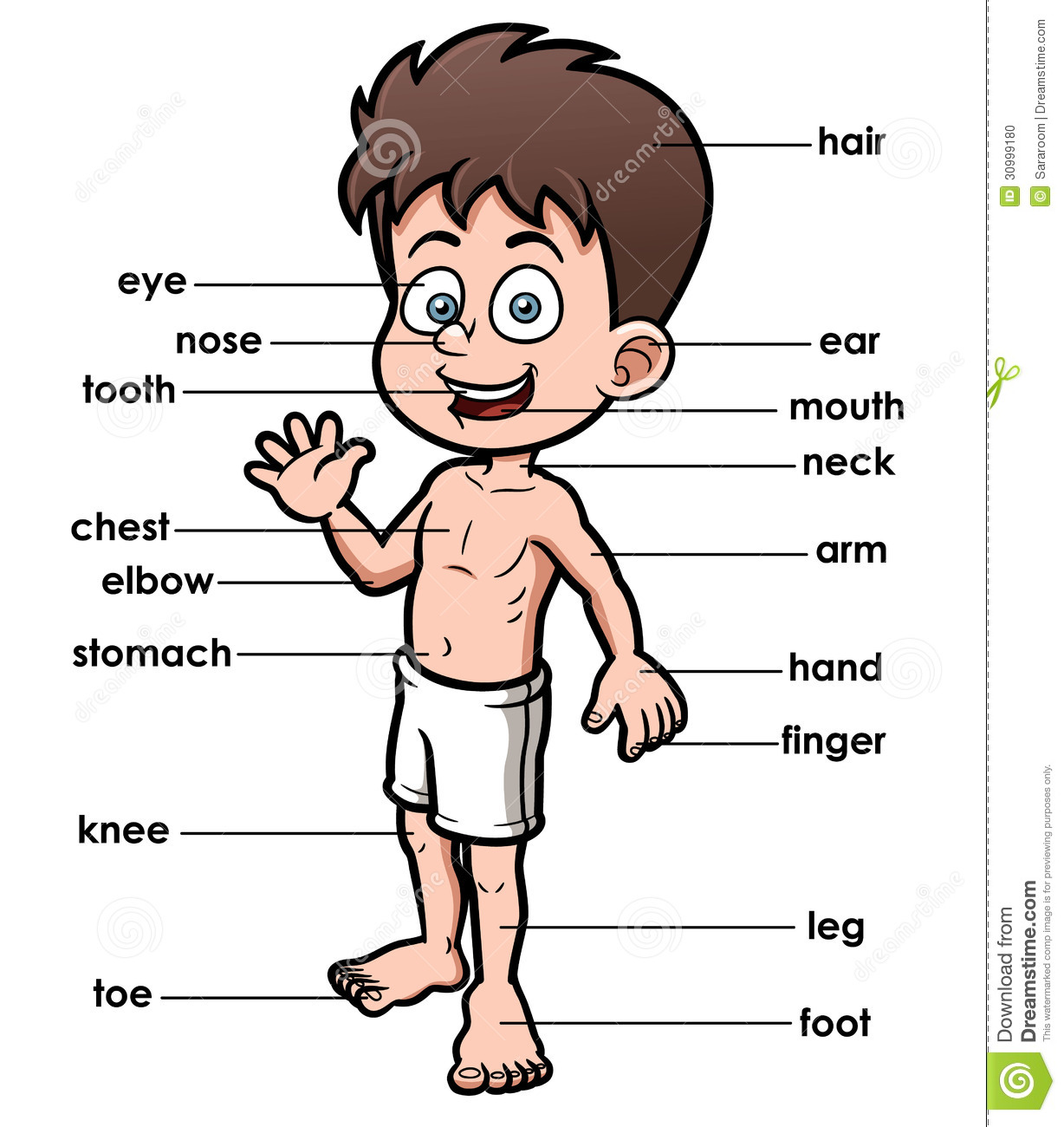 Body part clipart - Clipground