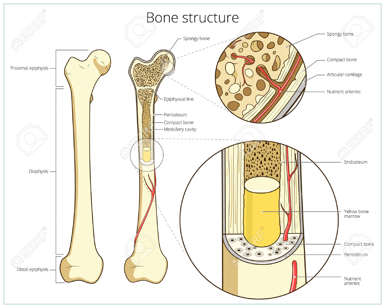 Bone structure clipart - Clipground