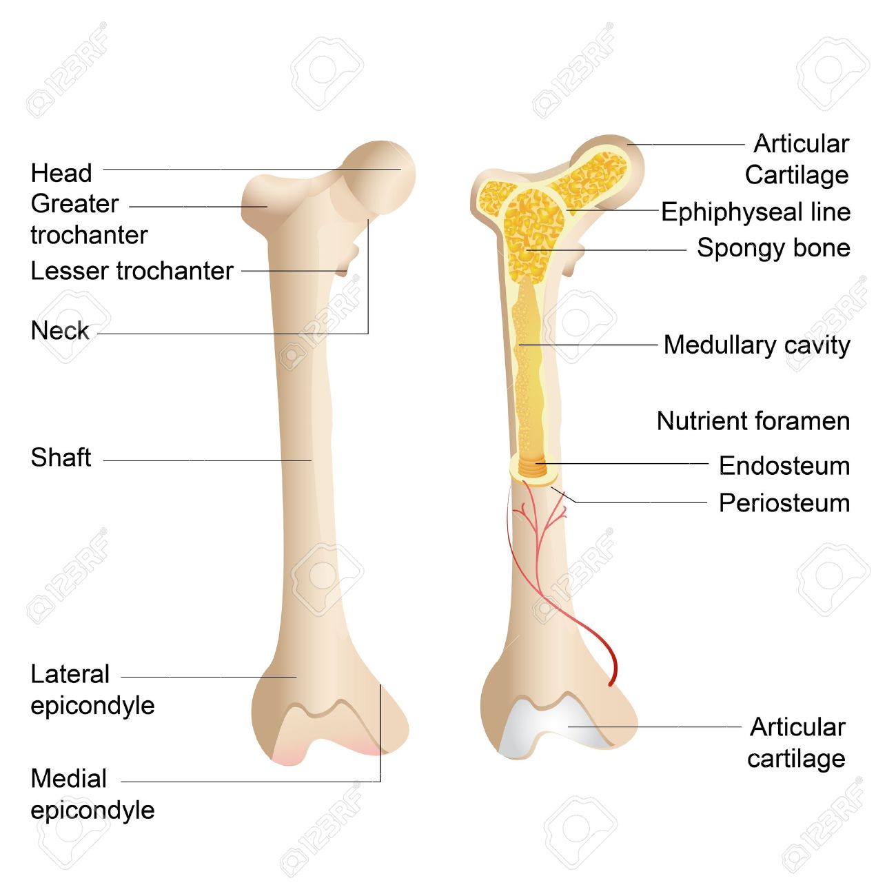 Long Bone Diagram / Structure and Function of the Musculoskeletal