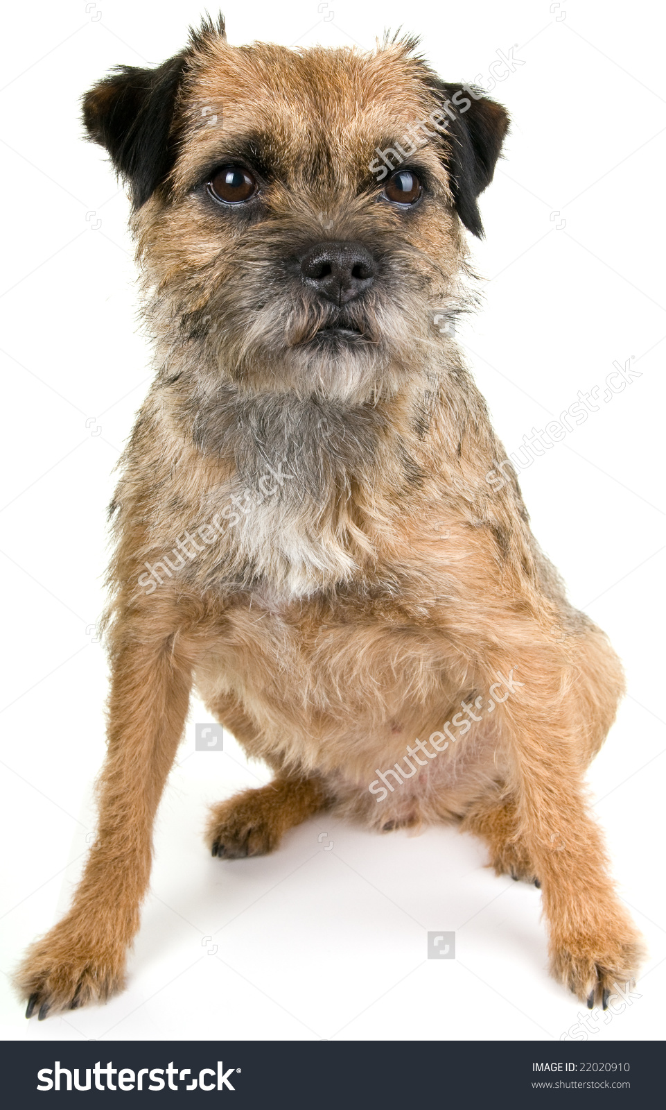 clip art border terrier - photo #12