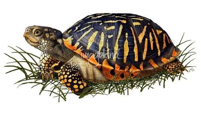 Box Turtle Clipart Clipground