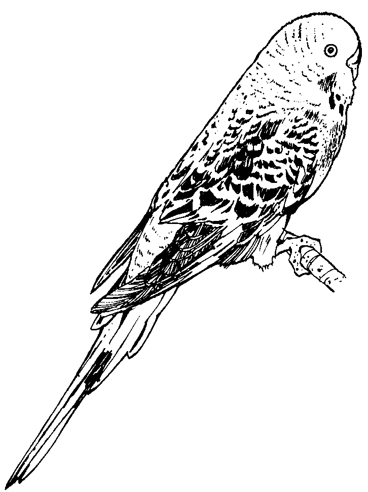 Budgie clipart - Clipground