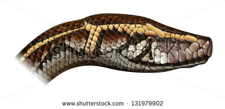 Burmese python clipart - Clipground