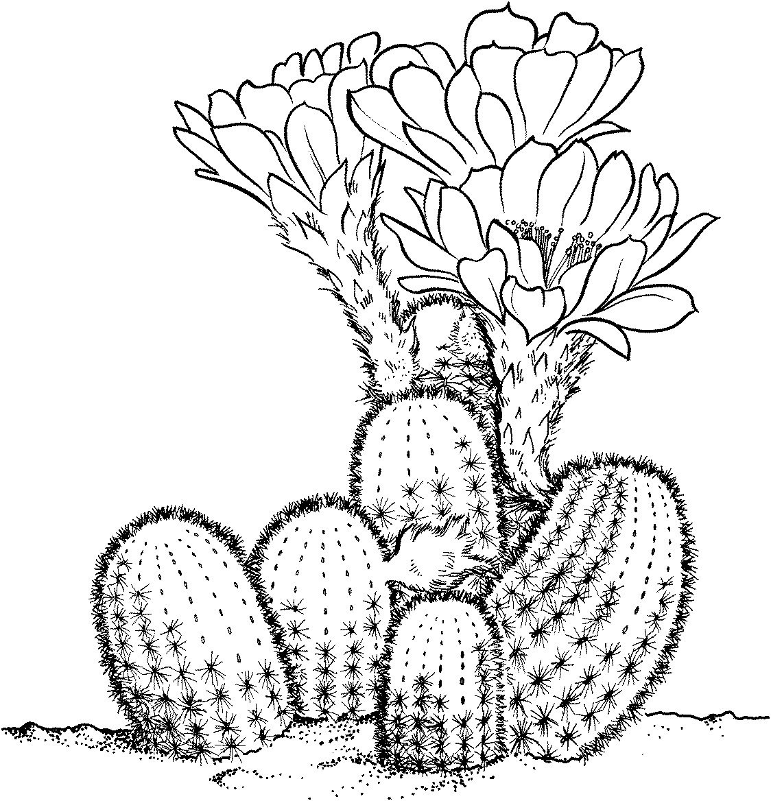 Cactaceae' whitish clipart - Clipground