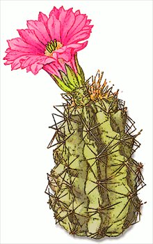 Cactus flower clipart - Clipground