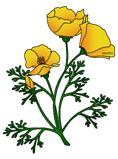 california-poppies-clipart-clipground