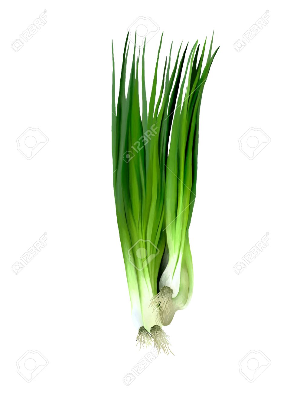 spring onion clipart - photo #21