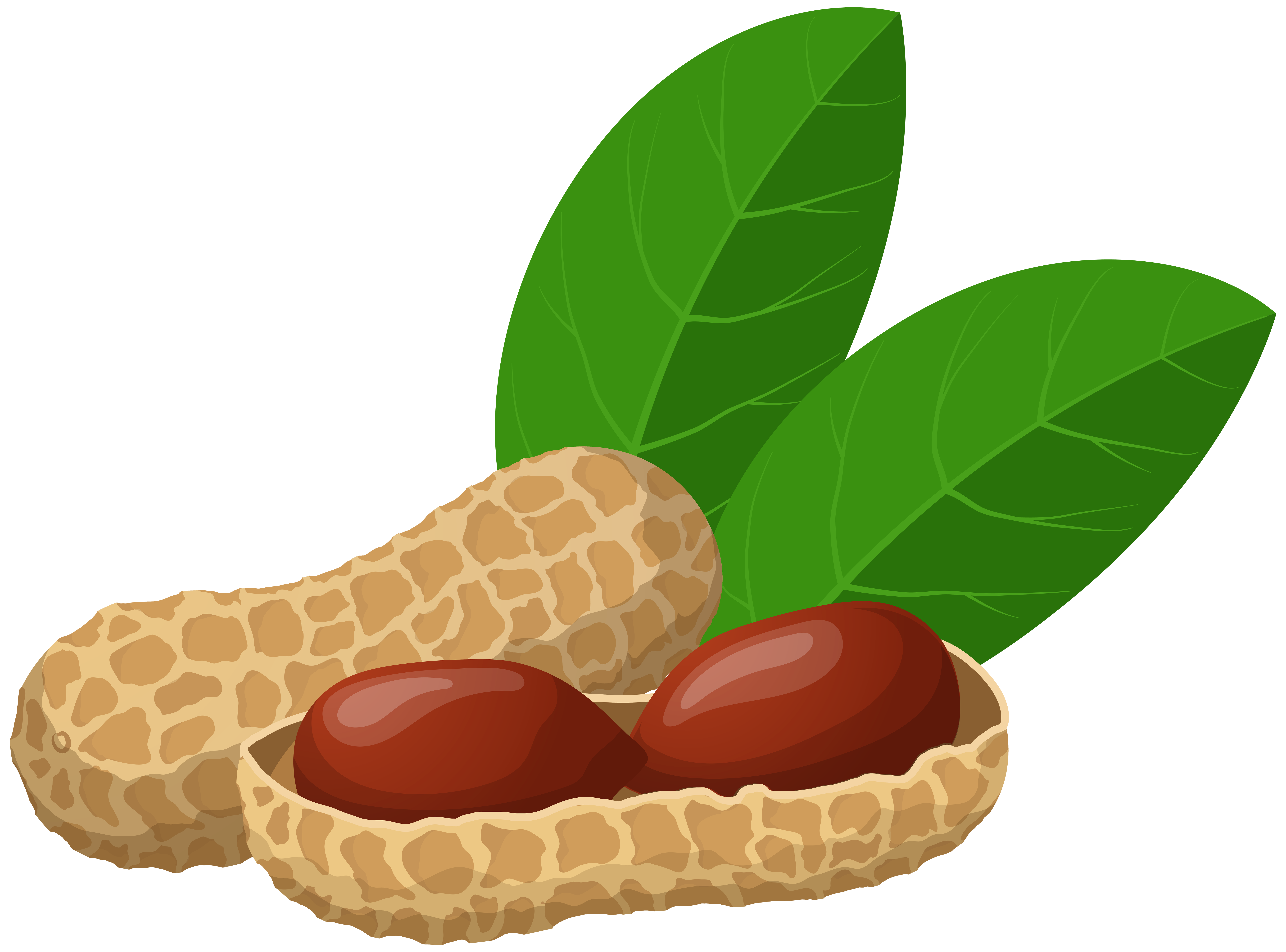 Cameroon nut clipart - Clipground8000 x 5925