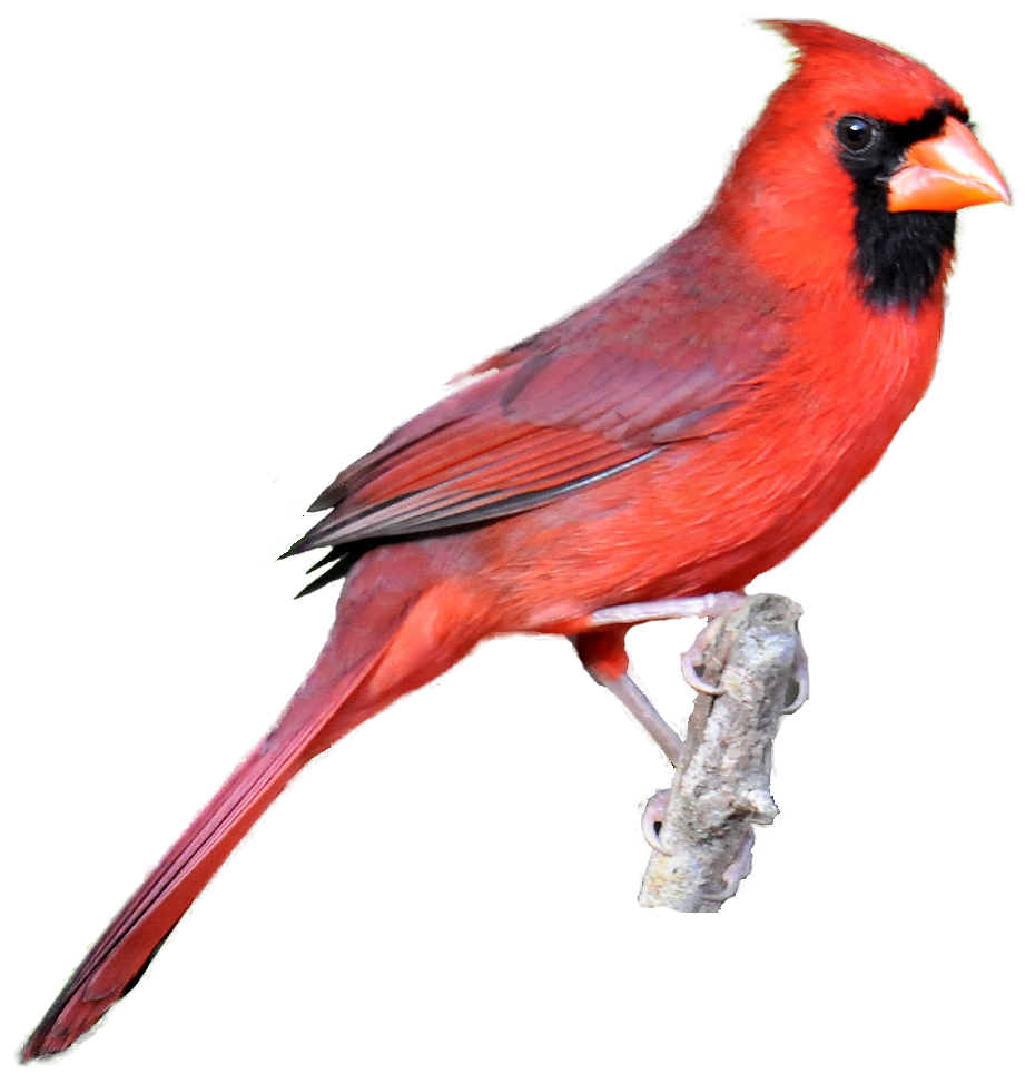 Red cardinal clipart - Clipground