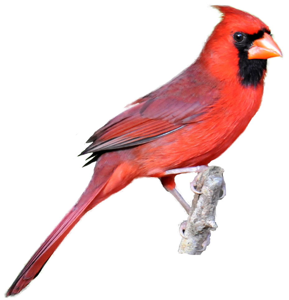 Cardinal Bird Clipart Clipground