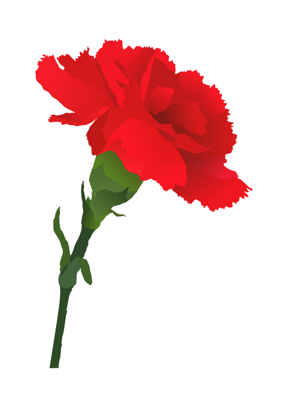 Carnation flower clipart - Clipground